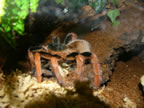 Megaphobema robustum